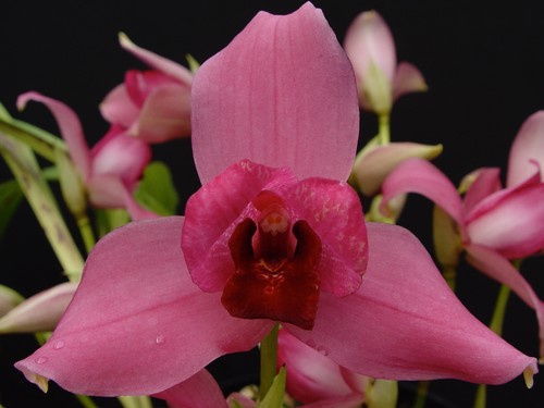 Lycaste liberty passion duft - lycaste,